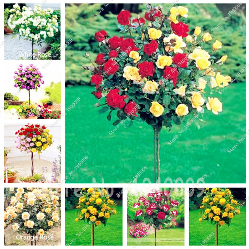 300Pcs Mix-color rose tree seedling rare rose flower Bonsai for home garden planting Potted,Balcony & Yard Flower bonsais planta
300Pcs Mix-color rose tree seedling rare rose flower Bonsai for home garden planting Potted,Balcony & Yard Flower bonsais planta