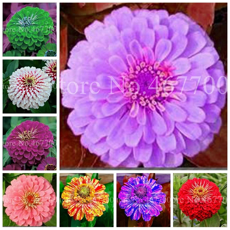 100 pcs/ bag Mixed Double Zinnia Bonsai Mixed Colors Chrysanthemum Flower Potted Plants for Home Garden Planting Easy to Grow
100 pcs/ bag Mixed Double Zinnia Bonsai Mixed Colors Chrysanthemum Flower Potted Plants for Home Garden Planting Easy to Grow