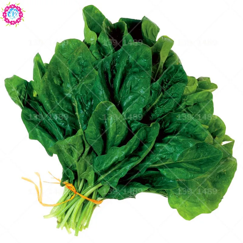 100pcs Chinese green spinach bonsai Real organic Heirloom vegetable bosnai Edible planting for home garden plants
100pcs Chinese green spinach bonsai Real organic Heirloom vegetable bosnai Edible planting for home garden plants