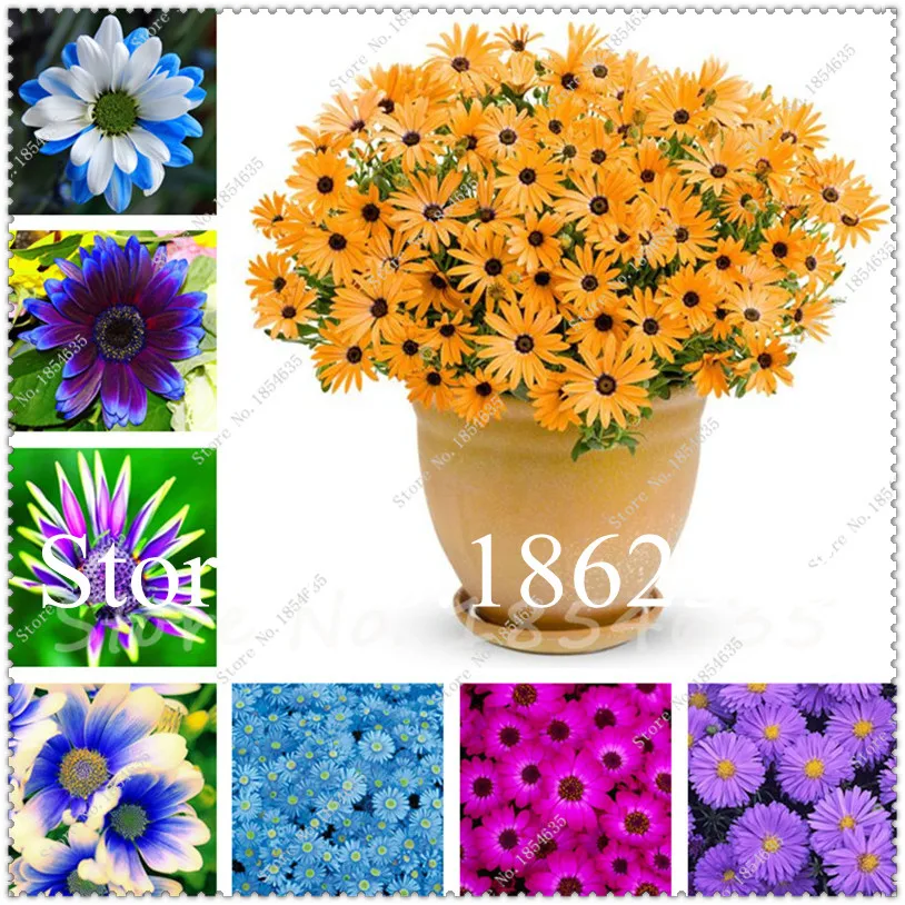 100 pcs African Rare Daisy bonsai Chrysanthemum Daisy Gerbera plant, bonsai or pot flower flores for home garden Potted plant
100 pcs African Rare Daisy bonsai Chrysanthemum Daisy Gerbera plant, bonsai or pot flower flores for home garden Potted plant