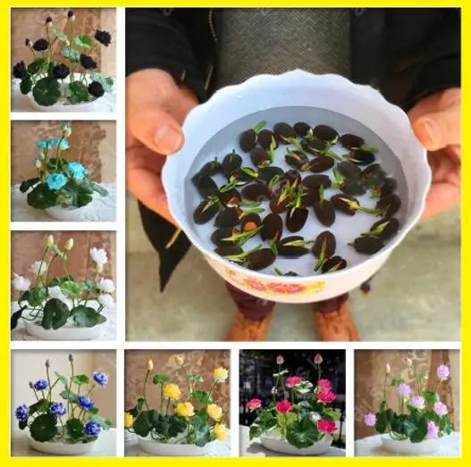 10 pcs Bowl Lotus Flower Water Lily Home Garden Plants Multi-Color Mixed home garden free shipping
10 pcs Bowl Lotus Flower Water Lily Home Garden Plants Multi-Color Mixed home garden free shipping
