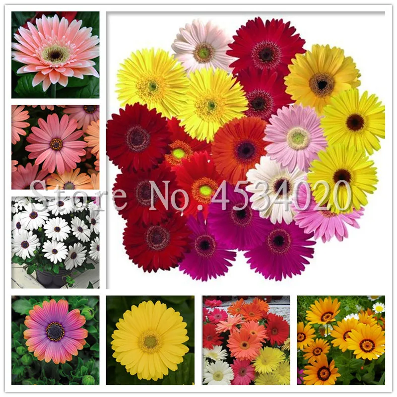 200 pcs Bonsai Gerbera Rare Daisy Plants Outdoor Bloom Chrysanthemum Flower Long Flowering Period for Home Garden Pot Decor
200 pcs Bonsai Gerbera Rare Daisy Plants Outdoor Bloom Chrysanthemum Flower Long Flowering Period for Home Garden Pot Decor