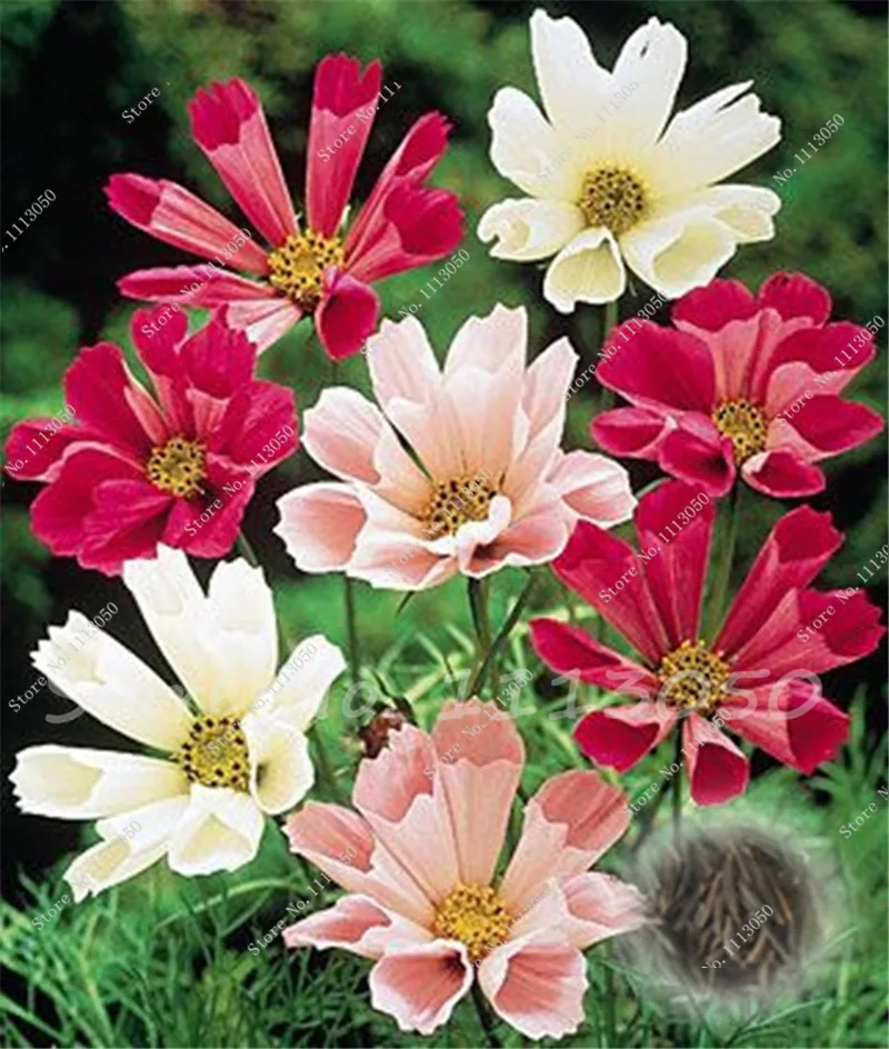 100 pcs Cosmos Bonsai Flower plants, Coreopsis drummondii, color Coreopsis, small cosmos Flower, Natural Growth for Home Garden
100 pcs Cosmos Bonsai Flower plants, Coreopsis drummondii, color Coreopsis, small cosmos Flower, Natural Growth for Home Garden