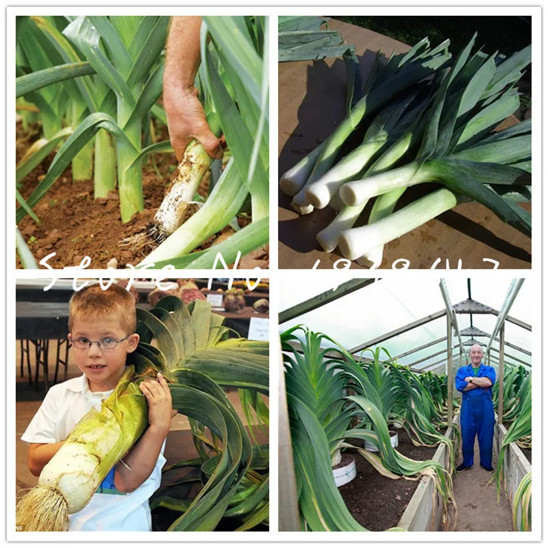 100 pcs Rare Giant Garlic delicious white garlic bonsai, green healthy vegetable plants for home & garden Planting is Simple
100 pcs Rare Giant Garlic delicious white garlic bonsai, green healthy vegetable plants for home & garden Planting is Simple