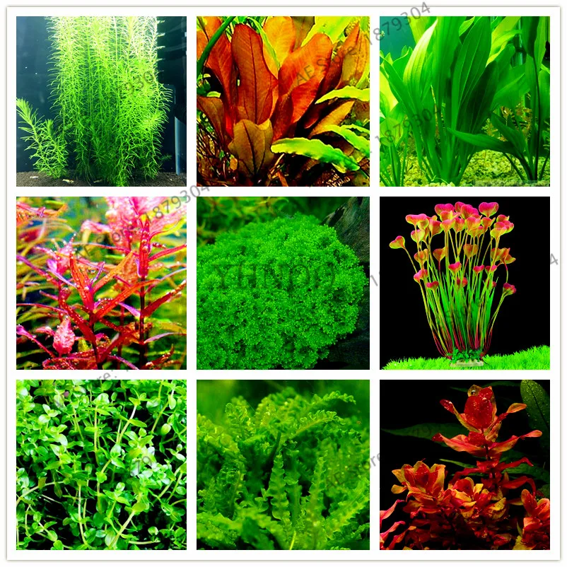 100pcs/bag Aquarium Plants bonsai Grass Water Aquatic Plant garden Indoor Ornamental Plant Grass flores for Home Fish tank
100pcs/bag Aquarium Plants bonsai Grass Water Aquatic Plant garden Indoor Ornamental Plant Grass flores for Home Fish tank