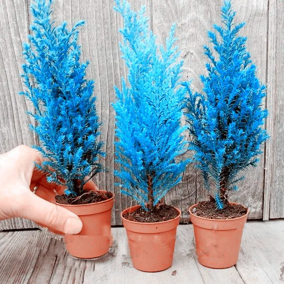 30 Pcs Rare Cypress Trees Conifer Cypress Planta Outdoor Evergreen Landscape Plant,100% True Bonsai Potted Plant for Home Garden
30 Pcs Rare Cypress Trees Conifer Cypress Planta Outdoor Evergreen Landscape Plant,100% True Bonsai Potted Plant for Home Garden