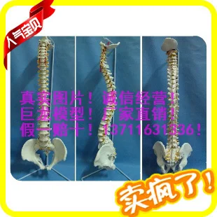 spine flex nerve artery model human skeleton model Adult big natural size spine model of cervical mannequin
spine flex nerve artery model human skeleton model Adult big natural size spine model of cervical mannequin