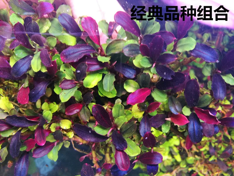 100g Bucephalandra Sp. , live aquatic plants RARE Aquatic plant FREE EXPRESS SHIPPING
100g Bucephalandra Sp. , live aquatic plants RARE Aquatic plant FREE EXPRESS SHIPPING