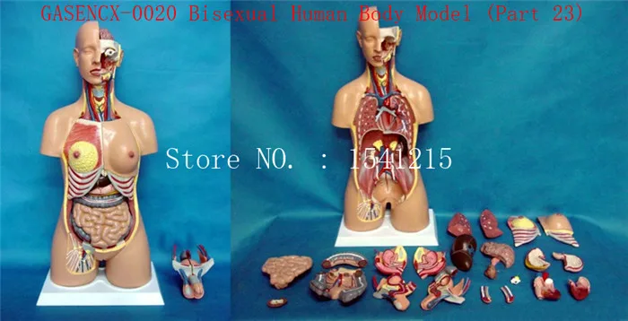Human anatomy torso model Teaching Medical Bisexual Human Body Model (23 Parts )85CM-GASENCX-0020
Human anatomy torso model Teaching Medical Bisexual Human Body Model (23 Parts )85CM-GASENCX-0020