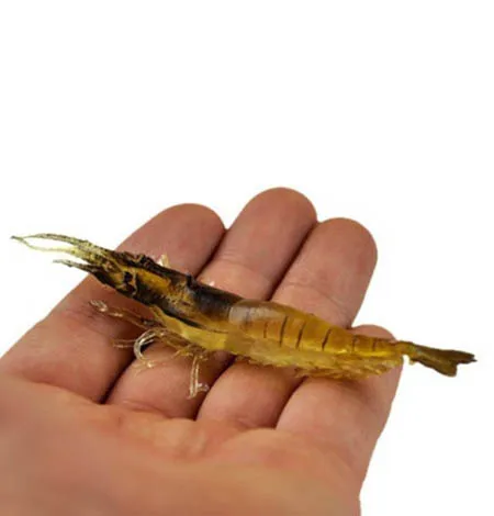 9.0CM 6.0g Prawn insect soft soft bait lures ultra realistic soft shrimp fishing tackle him
9.0CM 6.0g Prawn insect soft soft bait lures ultra realistic soft shrimp fishing tackle him