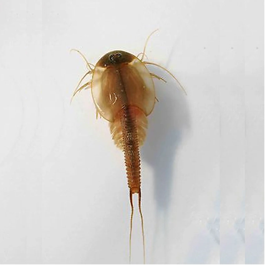 15mm L 2019 Sea Monkeys Monkey Magic Living Animal Fairy Brine Shrimp Growing Live Artemia Salina Science Kids Toys For Children
15mm L 2019 Sea Monkeys Monkey Magic Living Animal Fairy Brine Shrimp Growing Live Artemia Salina Science Kids Toys For Children