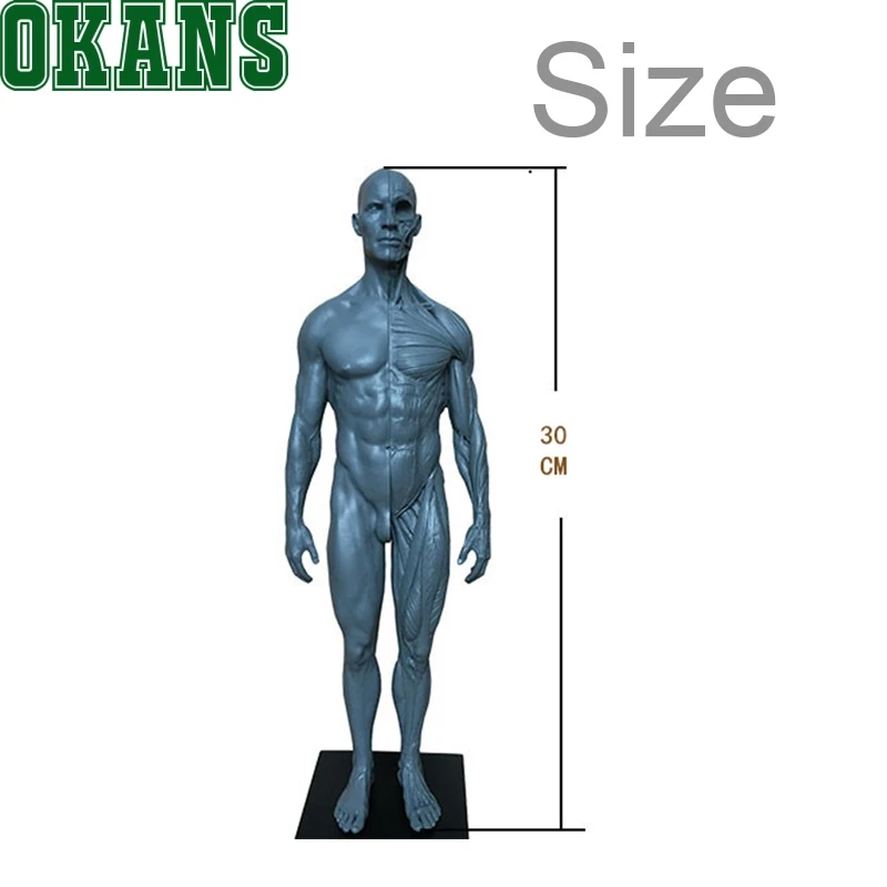 30cm Height Human Anatomical Anatomy Skull Head Body Model Muscle Bone Art Mannequin Musculoskeletal Anatomical Model Structure
30cm Height Human Anatomical Anatomy Skull Head Body Model Muscle Bone Art Mannequin Musculoskeletal Anatomical Model Structure