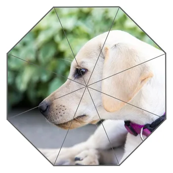 New Custom Dog Artwork Umbrella Sunny and Rainy Sunscreen Anti-uv Umbrella #QAZ098K
New Custom Dog Artwork Umbrella Sunny and Rainy Sunscreen Anti-uv Umbrella #QAZ098K