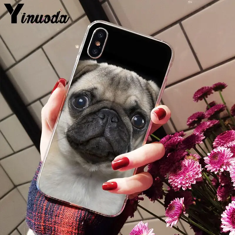 Cute pug dog