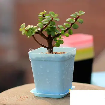 10 pcs/lot Desktop flowerpot Colorful gardening pots Rome square plastic Fleshy (10 flowerpots + 10Trays) 7cm*8cm
10 pcs/lot Desktop flowerpot Colorful gardening pots Rome square plastic Fleshy (10 flowerpots + 10Trays) 7cm*8cm