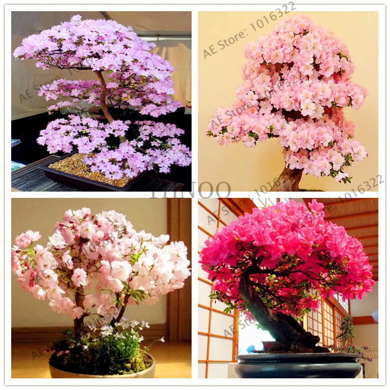 10pcs/bag Japanese Sakura plant Cherry Blossoms Bonsai tree flores Sakura plantas for home and garden
10pcs/bag Japanese Sakura plant Cherry Blossoms Bonsai tree flores Sakura plantas for home and garden