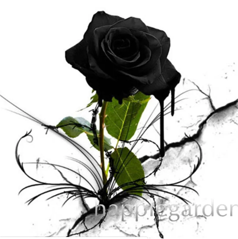 100 Pcs Rare Black Rose Flowers Bonsai Perennial Plant Flowers Beautiful Bonsai Plant DIY Home Garden Flower Plants
100 Pcs Rare Black Rose Flowers Bonsai Perennial Plant Flowers Beautiful Bonsai Plant DIY Home Garden Flower Plants