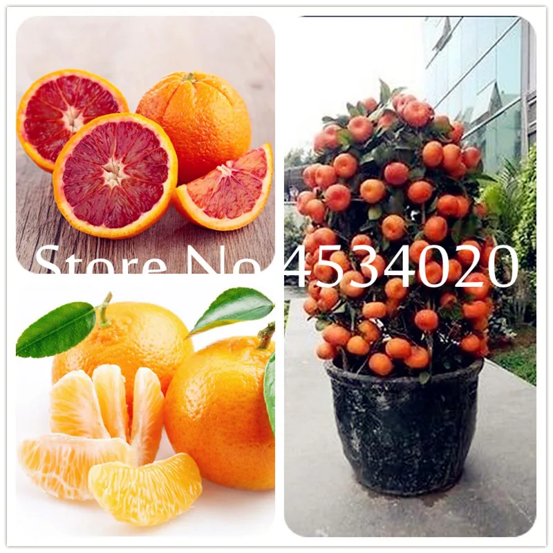 Hot Sale! 50pcs Citrus plant Bonsais Mandarin Orange bonsai Edible Fruit Bonsai Tree plant Healthy Food Home Garden Easy To Grow
Hot Sale! 50pcs Citrus plant Bonsais Mandarin Orange bonsai Edible Fruit Bonsai Tree plant Healthy Food Home Garden Easy To Grow