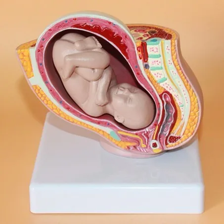 4D Human Assembled Female Pelvic Model Months of Pregnancy The Fetus Uterine Embryo Nine Development Model Teaching Equipment
4D Human Assembled Female Pelvic Model Months of Pregnancy The Fetus Uterine Embryo Nine Development Model Teaching Equipment