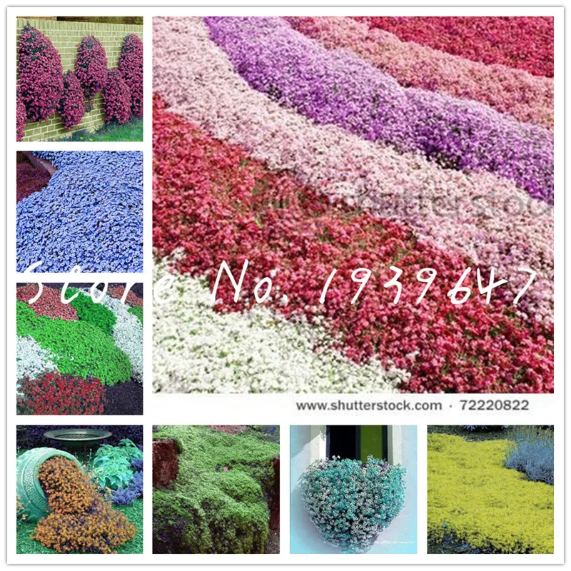100 Pcs Creeping Thyme Bonsai Flower Rock Cress Ground Cover Plant Carpet Evergreen Grass,Indoor Miniature Garden Bonsai Flower
100 Pcs Creeping Thyme Bonsai Flower Rock Cress Ground Cover Plant Carpet Evergreen Grass,Indoor Miniature Garden Bonsai Flower