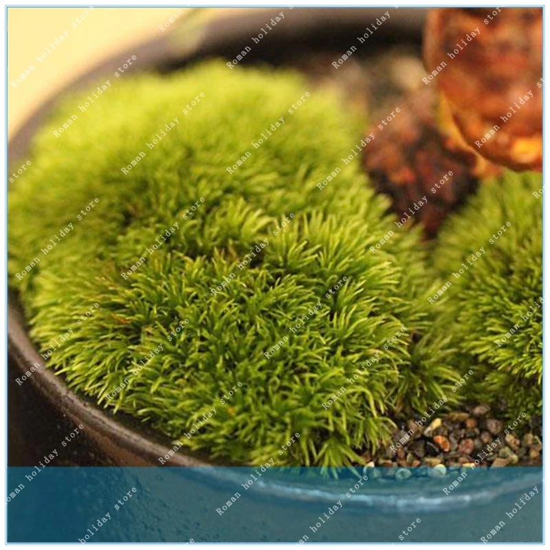ZLKING 200pcs Novel Plant ornamental grass Resurrection Plant Moss Perennial Ornamental Flower Plants
ZLKING 200pcs Novel Plant ornamental grass Resurrection Plant Moss Perennial Ornamental Flower Plants