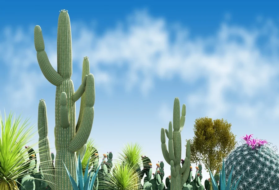 Laeacco Spring Blue Sky Cactus Flower Scenic Baby Child Photography Background Customized Photographic Backdrop For Photo Studio
Laeacco Spring Blue Sky Cactus Flower Scenic Baby Child Photography Background Customized Photographic Backdrop For Photo Studio