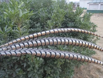 Wholesale natural pheasant tail feathers 10pcs long 36-40 inches / 90-100 cm decoration celebration
Wholesale natural pheasant tail feathers 10pcs long 36-40 inches / 90-100 cm decoration celebration