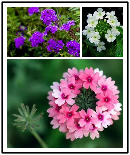 New arrival! garden flower seedsplants Verbena hybrida Bonsai flower for home garden plants
New arrival! garden flower seedsplants Verbena hybrida Bonsai flower for home garden plants