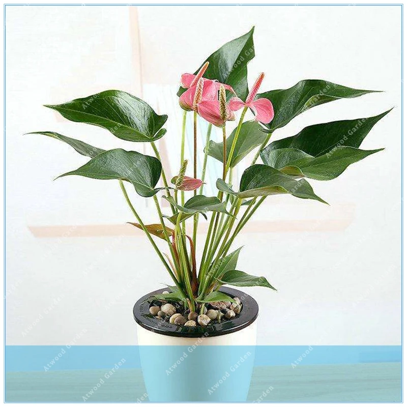 ZLKING 100PCS Rare Flower Anthurium Andraeanu Balcony Potted Plant Anthurium Flower for DIY Home Garden
ZLKING 100PCS Rare Flower Anthurium Andraeanu Balcony Potted Plant Anthurium Flower for DIY Home Garden