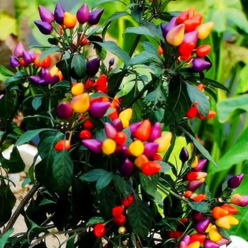 Wholesales 200Pcs Ornamental pepper Seeding For Garden Courtyard Decoration Outdoor Pepper Organic Chilli Pepper SeedsPlant
Wholesales 200Pcs Ornamental pepper Seeding For Garden Courtyard Decoration Outdoor Pepper Organic Chilli Pepper SeedsPlant
