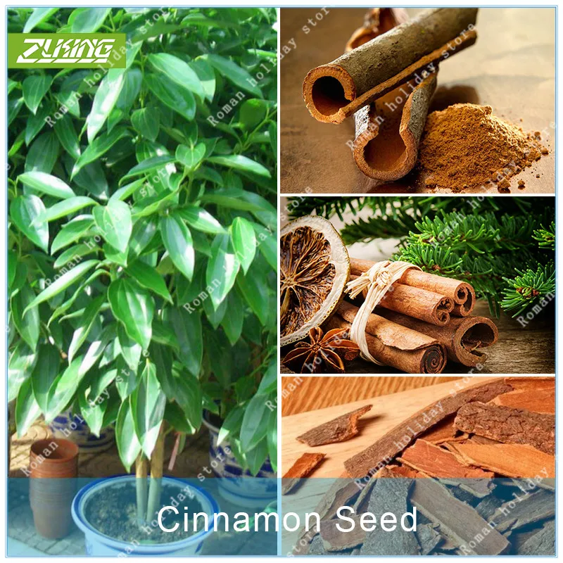 6Pcs Hot Sale Cinnamon Bonsai Drop Shipping Dwarf Trees For Home Garden Very Easy Grow Evergreen Plants
6Pcs Hot Sale Cinnamon Bonsai Drop Shipping Dwarf Trees For Home Garden Very Easy Grow Evergreen Plants