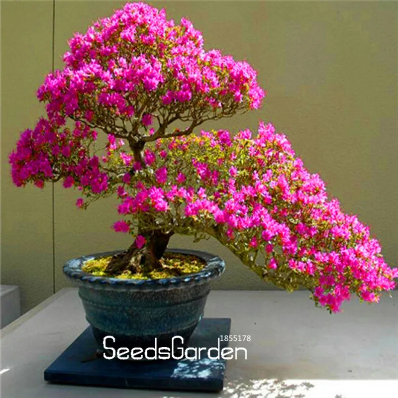 Big Sale! 10 Pcs A Pack sakura plant azalea flores Perennial Flower plantas for Garden in Bonsai
Big Sale! 10 Pcs A Pack sakura plant azalea flores Perennial Flower plantas for Garden in Bonsai