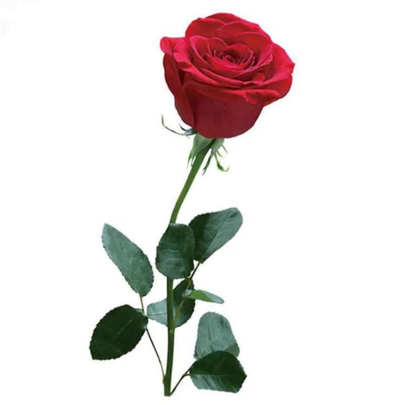 Toppe Diy patches for clothes 3d stickers red rose iron on transfers for clothing girl t-shirt heat transfer pvc flower patch
Toppe Diy patches for clothes 3d stickers red rose iron on transfers for clothing girl t-shirt heat transfer pvc flower patch