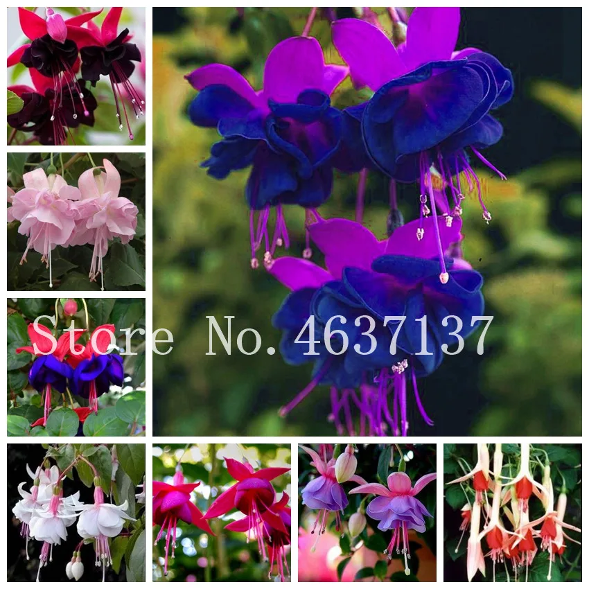 200 Pcs Beautiful Fuchsia Bonsai Garden Balcony Lanterns Flowers Begonia Malus Spectabilis Chinese Flowering Decorative Planting
200 Pcs Beautiful Fuchsia Bonsai Garden Balcony Lanterns Flowers Begonia Malus Spectabilis Chinese Flowering Decorative Planting