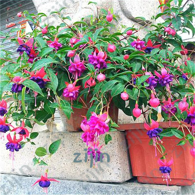 200PCS Fuchsia Bonsai Garden Balcony Lanterns Flowers Begonia Malus Spectabilis bonsai Chinese flowering decorative flower plant
200PCS Fuchsia Bonsai Garden Balcony Lanterns Flowers Begonia Malus Spectabilis bonsai Chinese flowering decorative flower plant