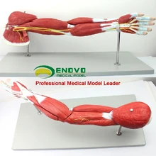 Upper limb muscle anatomy model arm muscle human body motion system muscle structure model
Upper limb muscle anatomy model arm muscle human body motion system muscle structure model