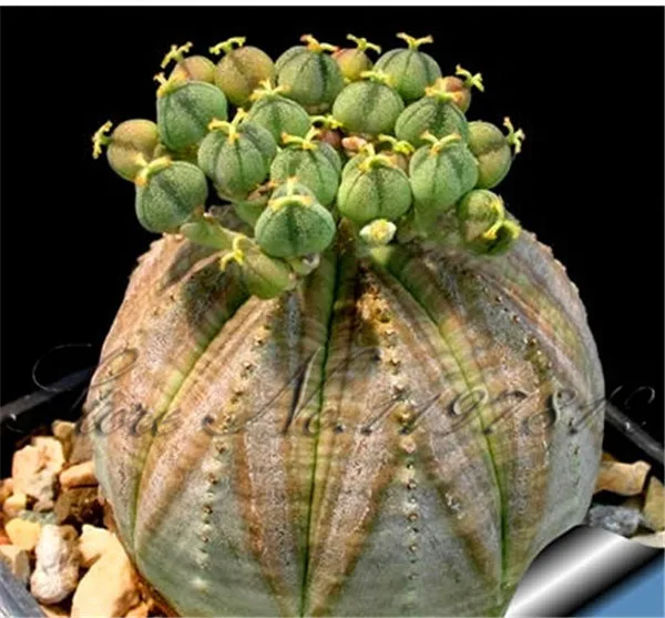 100 Pcs / Bag Rare Cactus bonsai Diy Succulents Plant bonsai Indoor Bonsai Plants Flowers For Home Garden Pot Planters Sementes
100 Pcs / Bag Rare Cactus bonsai Diy Succulents Plant bonsai Indoor Bonsai Plants Flowers For Home Garden Pot Planters Sementes