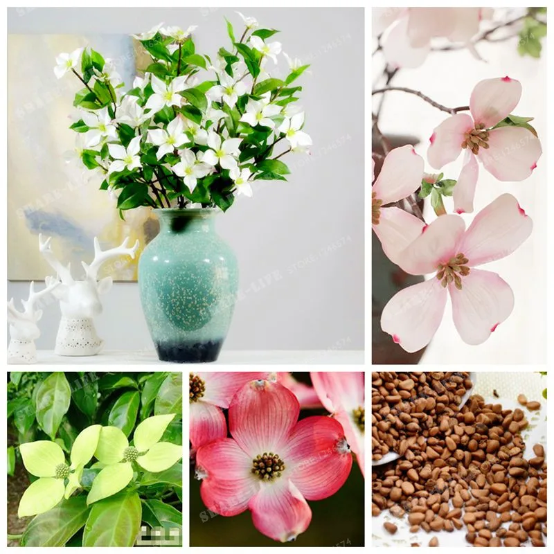 20 Pcs Kousa Dogwood Bonsai Mixed Rare Beautiful Flower Bonsai Diy Home Garden Plant Ornamental Plant Easy To Grow
20 Pcs Kousa Dogwood Bonsai Mixed Rare Beautiful Flower Bonsai Diy Home Garden Plant Ornamental Plant Easy To Grow