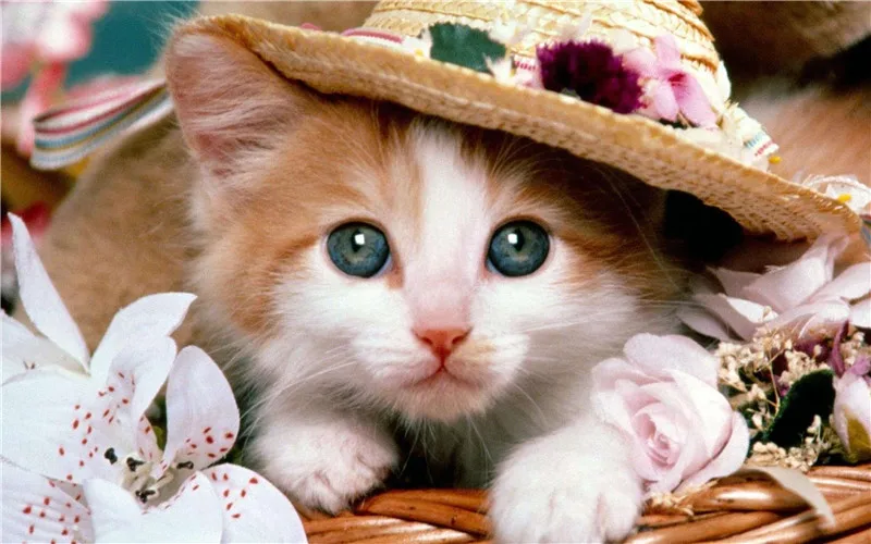 5D DIY Diamond Painting cat in the hat flowers Diy Painting Set Cross Stitch Full Diamond Embroidery Home Needlework Scenic
5D DIY Diamond Painting cat in the hat flowers Diy Painting Set Cross Stitch Full Diamond Embroidery Home Needlework Scenic