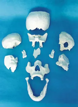 11pcs HOT Advanced Scattered Bones of Skull Model, Skull Dispersive Bone Model ,Skull Model Medical Teaching Skeleton Models 
11pcs HOT Advanced Scattered Bones of Skull Model, Skull Dispersive Bone Model ,Skull Model Medical Teaching Skeleton Models