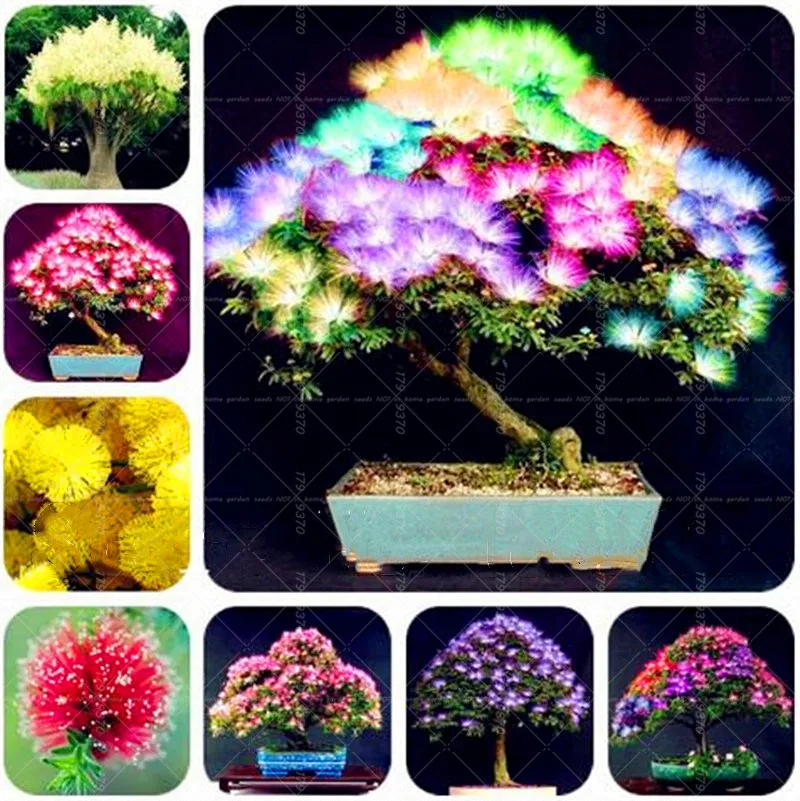 50Pcs Rainbow Acacia bonsai plants Beautiful Bonsai Tree Albizzia Flower Bonsai Potted Plant For Home Garden Plantas Flowers
50Pcs Rainbow Acacia bonsai plants Beautiful Bonsai Tree Albizzia Flower Bonsai Potted Plant For Home Garden Plantas Flowers
