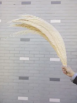 Wholesale 20 pieces lady Amher pheasant feathers 80-90 cm / 32-36 inch wedding accessories stage show white
Wholesale 20 pieces lady Amher pheasant feathers 80-90 cm / 32-36 inch wedding accessories stage show white