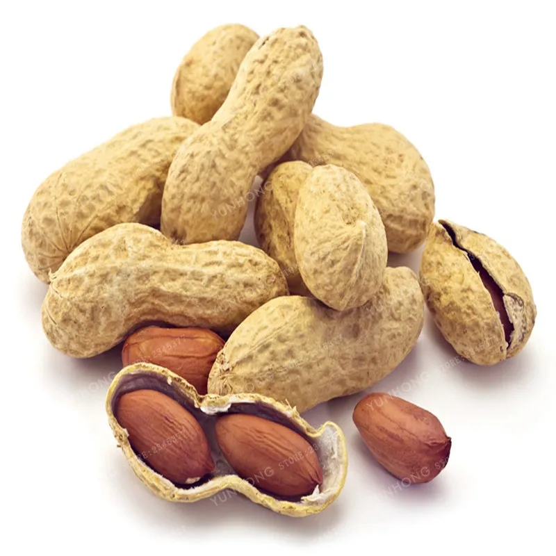 10 PCS Arachis Hypogaea Bonsai Chinese Peanut Plant Bonsai Organic Heirloom Fruit And Vegetable Bonsai For Home Garden Planting
10 PCS Arachis Hypogaea Bonsai Chinese Peanut Plant Bonsai Organic Heirloom Fruit And Vegetable Bonsai For Home Garden Planting