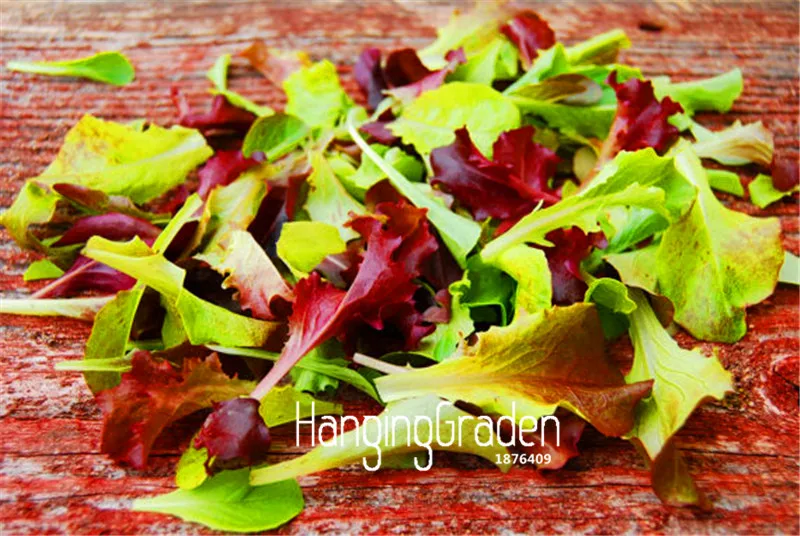 100 Pcs/Bag Best-Selling!Mesclun Mix bonsai,All Lettuce Salad Mix, easy to grow vegetable garden
100 Pcs/Bag Best-Selling!Mesclun Mix bonsai,All Lettuce Salad Mix, easy to grow vegetable garden