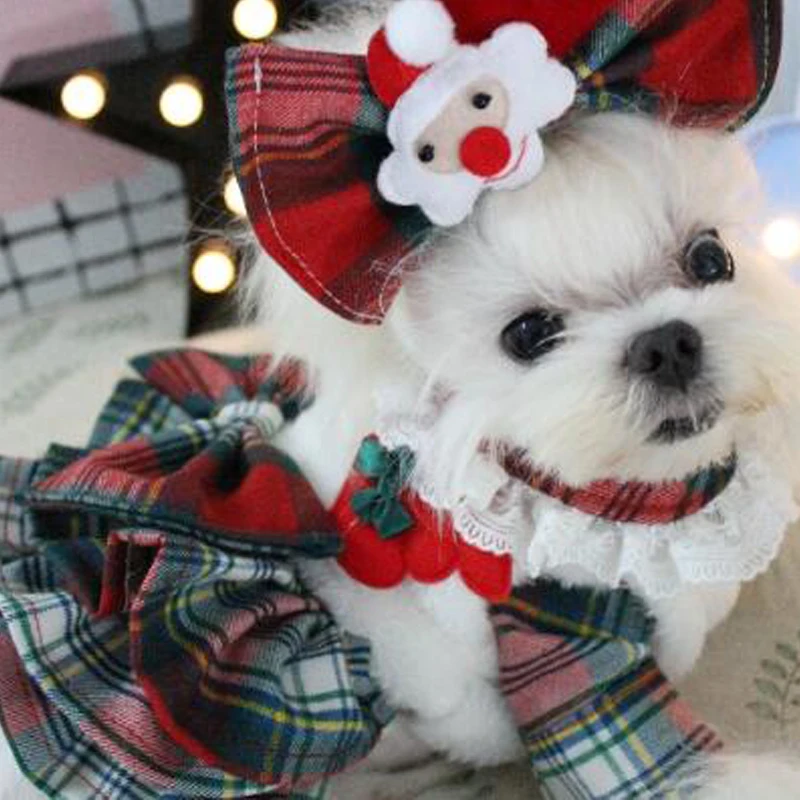 high fashion dog clothes