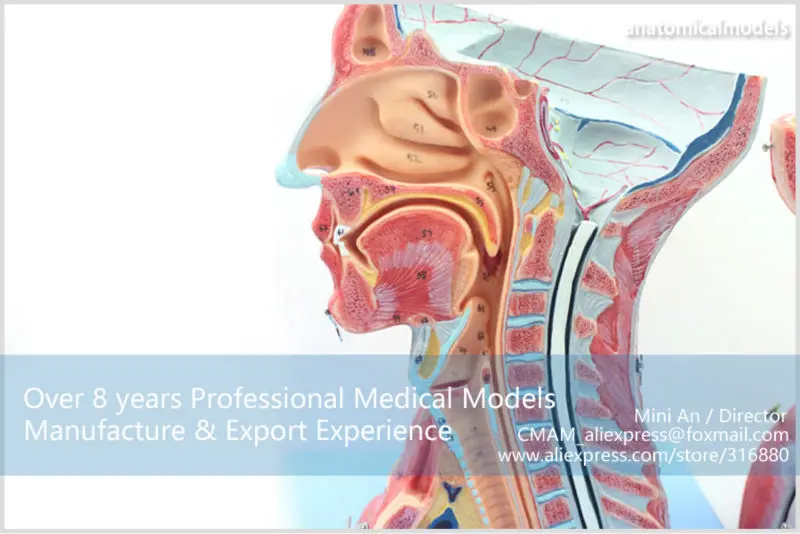 MUSCLE07 CMAM model Head and Neck with Vessels,Nerves and Brain 4