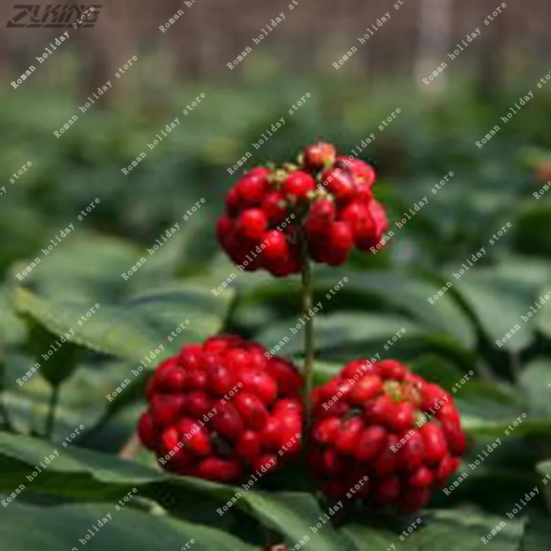 ZLKING 50 Pcs Improve Immunity Korea Ginseng Nutrition Herbs Natural Panax Korea Grow Ginseng Roots Medicinal Herb Plants
ZLKING 50 Pcs Improve Immunity Korea Ginseng Nutrition Herbs Natural Panax Korea Grow Ginseng Roots Medicinal Herb Plants