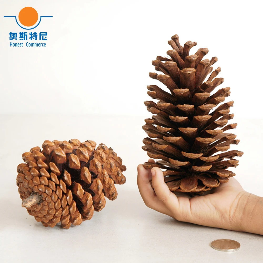 2pcs 12-14cm big size naturally pine cones for Christmas decoration 
2pcs 12-14cm big size naturally pine cones for Christmas decoration