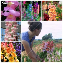 200 pcs/ bag Heirloom Snapdragon Bonsai Flower Plant Outdoor & Indoor Charming Antirrhinum Majus Potted Garden Flore Planta(China)