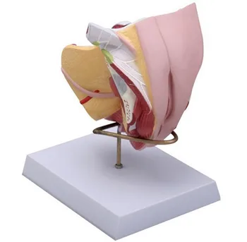 Male/female Genital Organ Structure Model Female Uterine Genital Urinary System Anatomical Model
Male/female Genital Organ Structure Model Female Uterine Genital Urinary System Anatomical Model